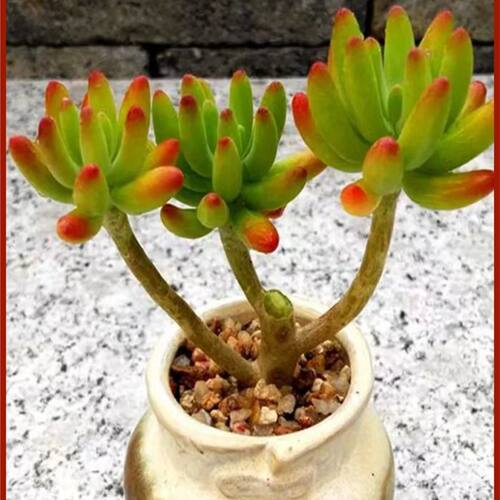 治愈系八千代 寓意青春活力与守护 禅意清供 皮实好养易造型 - 图3