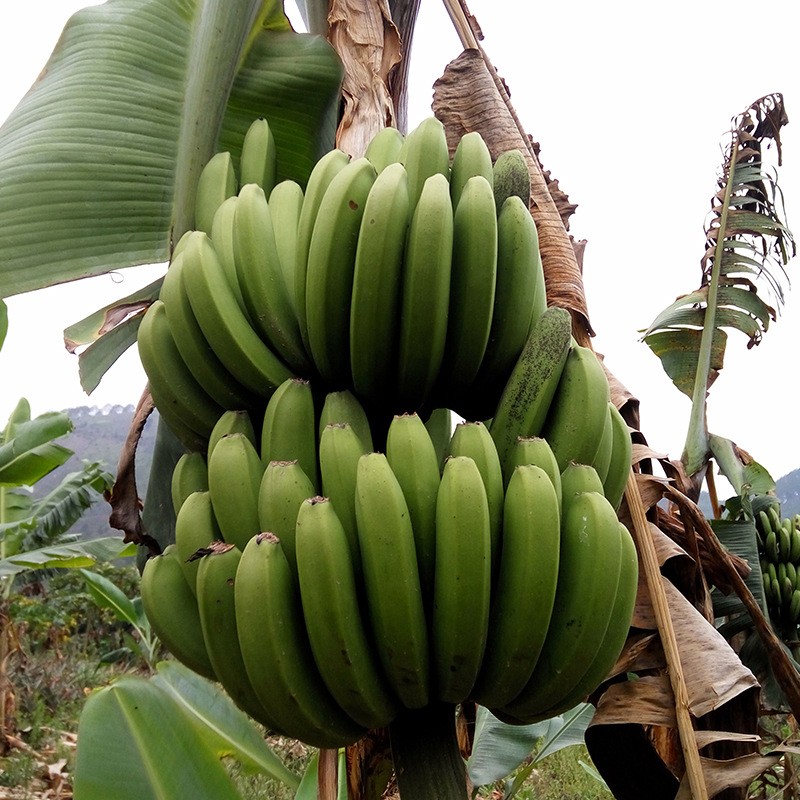 云南香蕉高山大香蕉现摘9斤新鲜水果批发10生青香蕉banana绿皮5米-图2