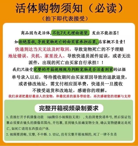 网红鼠松萌幼儿儿童宠物飞鼠幼儿活物好养包活包邮