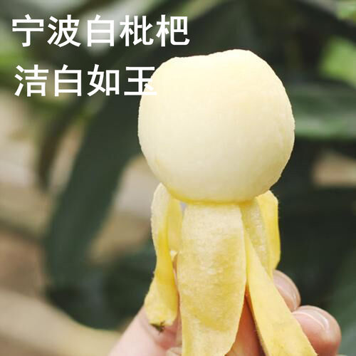 宁波宁海白枇杷果树苗盆栽白玉白沙枇杷结果苗地栽大五星枇杷树苗 - 图3