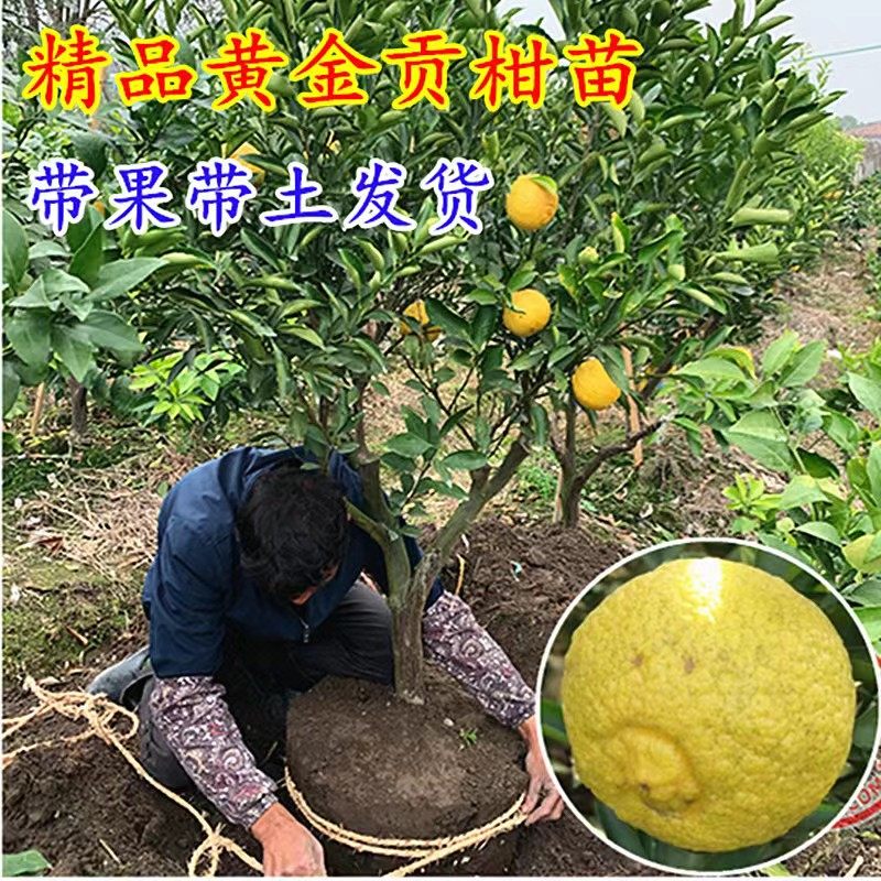 带果带土黄金贡柑苗 春香柚果树苗 盆栽象山青柚子苗果冻橙柑橘苗,淘宝优惠券,粉丝福利购,淘宝优惠卷