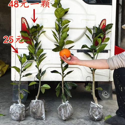 宁波代代橘果树苗 盆栽代代桔结果苗 庭院回青橙树苗苦橙吃气管炎 - 图2