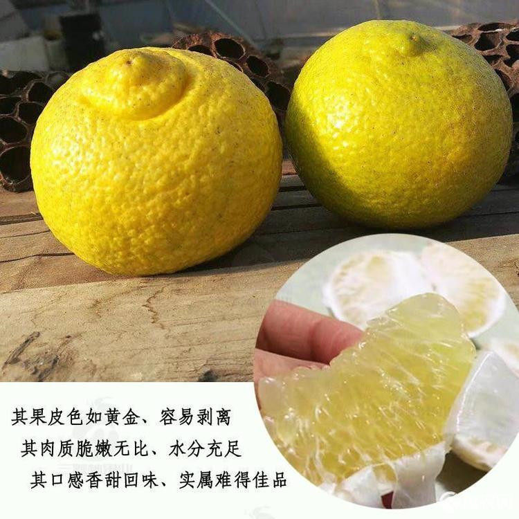 带果带土黄金贡柑苗 春香柚果树苗 盆栽象山青柚子苗果冻橙柑橘苗,淘宝优惠券,粉丝福利购,淘宝优惠卷