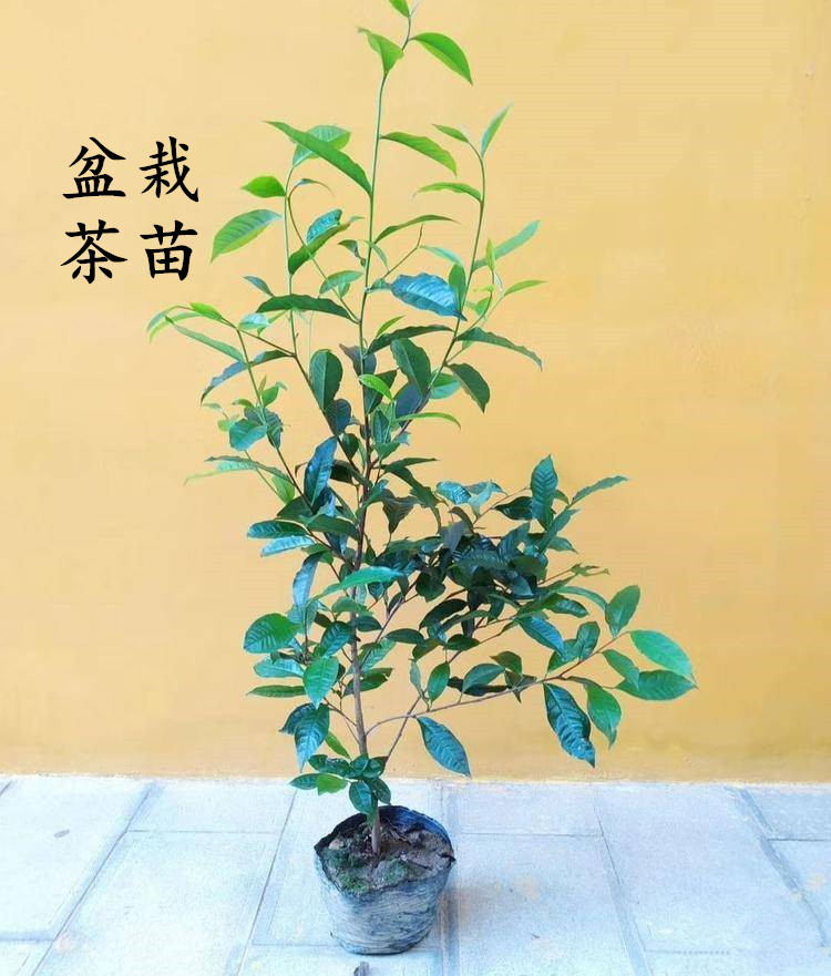 西湖龙井茶树含盆带土发货 盆栽福鼎大白茶叶树 碧螺春茶树盆景 - 图0