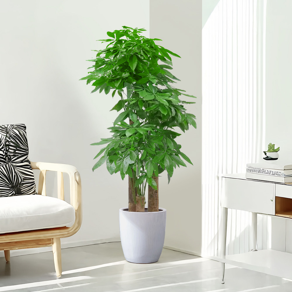 上海步步高发财树客厅大盆栽绿植大型室内植物大棵办公室同城配送,淘宝优惠券,粉丝福利购,淘宝优惠卷