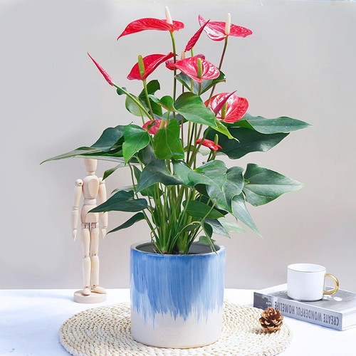 精品红掌盆栽带花大花火鹤植物室内办公室绿植桌面花卉客厅同城送 - 图1