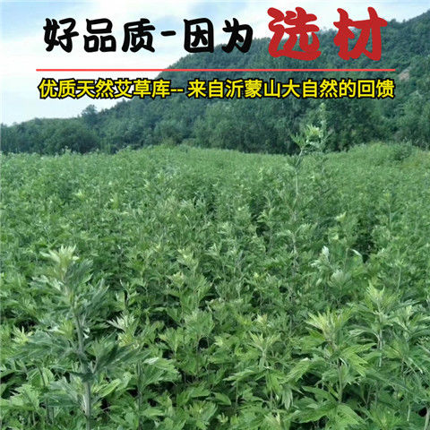 野生纯艾绒散装家用艾灸绒艾柱艾草粉艾叶艾条艾绒美容院专用批发 - 图2