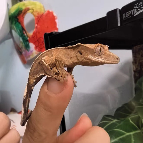 北京实体睫角守宫睫角活体莉莉白盖勾亚守宫雨林造景爬宠可上门挑 - 图0