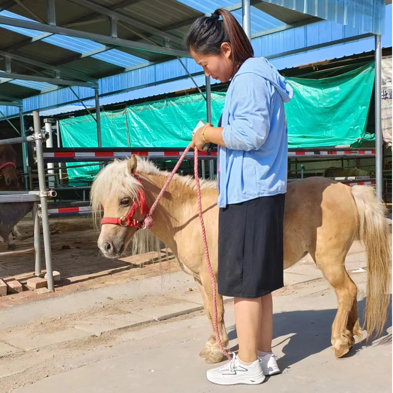 矮马宠物马活马活物小马驹真马迷你儿童马乘骑袖珍矮马景区观赏马-图2