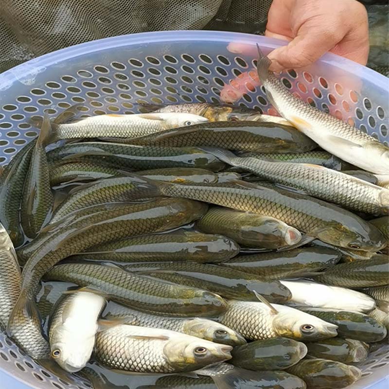 草鱼苗淡水养殖食用半斤四大家鱼好养皖鱼苗批发特大全小草鱼鱼苗 - 图1