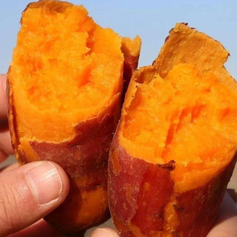 鲜颖新鲜5斤装农家自种现挖25地瓜 鲜颖番薯