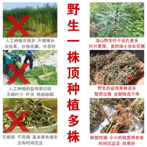 1送1】定制三角包益母草深山烘烤白花益母草茶女性姨妈养生花草茶 - 图0