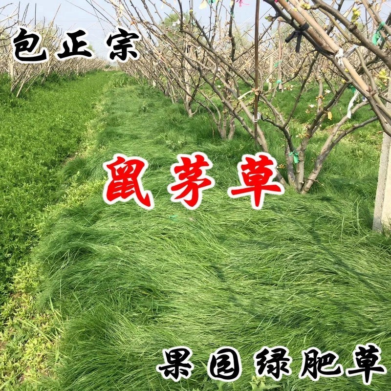 鼠茅草种 果园 绿肥鼠茅草草种苗鼠茅草种子 鼠毛草种籽 鼠毛草籽 - 图0