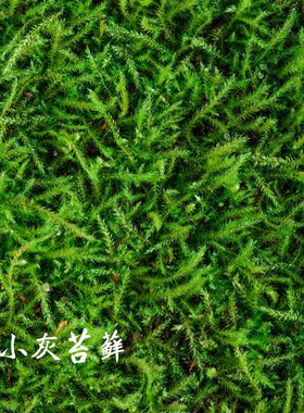 鲜活苔藓微景观盆景蒲面青苔纱布短绒小灰苔藓庭院草皮雨林水陆缸