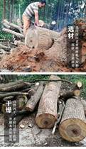 Log Old Scent Camphor Wood Mound Stool Large Wood Pile Natural Red Camphor Wood Block Wood Strip Tea Table