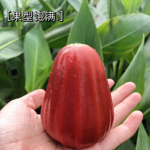 海南三亚黑金刚莲雾特大果 树上熟脆甜多汁清甜可口 新鲜摘空运 - 图1