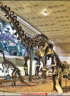 仿真雷龙梁龙化石大型恐龙骨架化石动物骨头化石展品定制骨骼标本