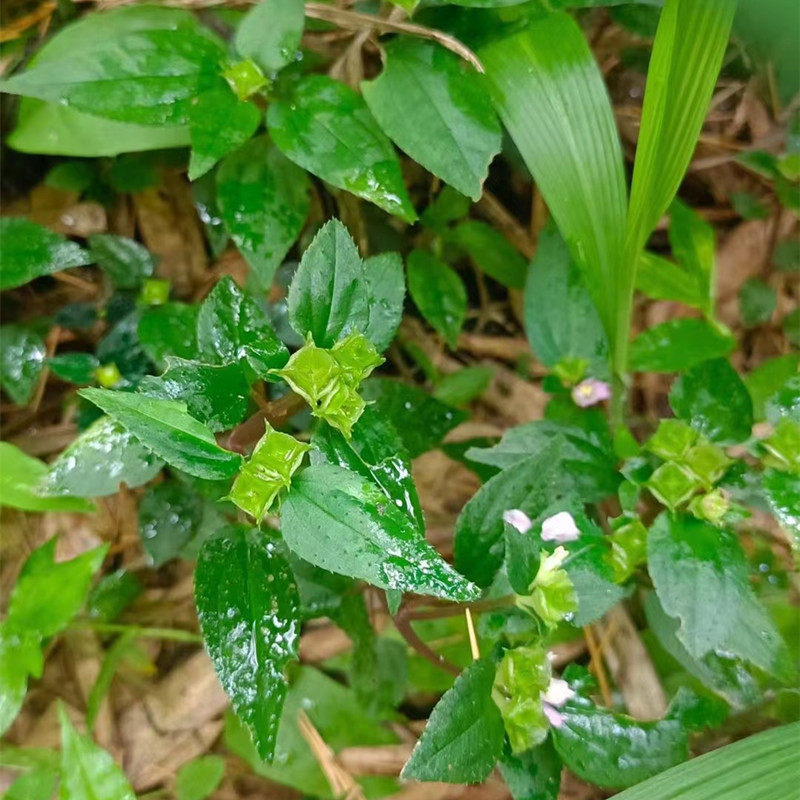 野生风柜斗草特级干货风鼓草风谷草红杆风骨草正宗楮头红散装