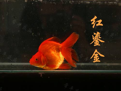 红鎏金红白镏金琉金金鱼鱼苗淡水活体宠物观赏鱼冷水包邮包活 - 图2