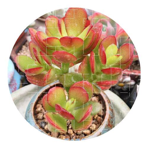 姬红花月红叶玉树老桩多肉植物盆栽群生多头新花月锦肉肉绿植花 姬红花月红叶玉树老桩多肉植物盆栽群生多头新花月锦肉肉绿植花