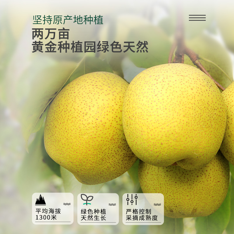 厦普赛尔黄梨果汁饮料山西特产黄梨果汁饮料整箱果汁450ml*8瓶 - 图1