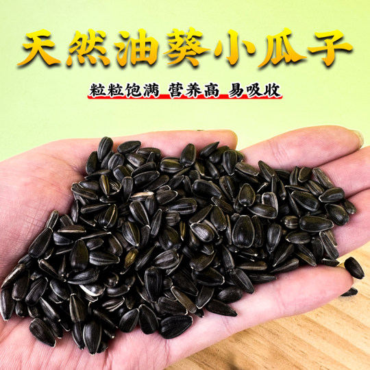 Deeply pamper the seasonal oil sunflower with plump grains