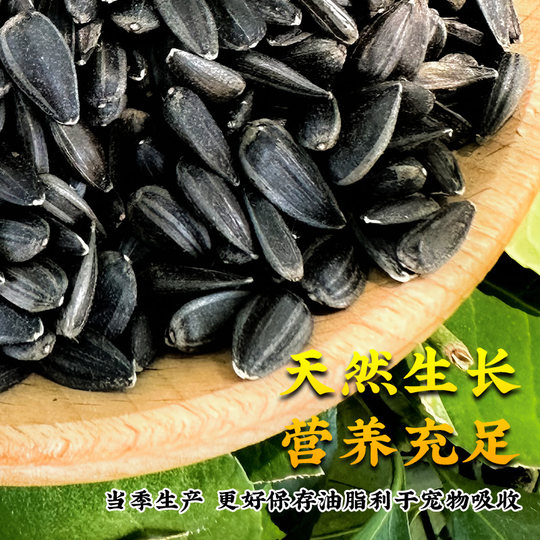 Deeply pamper the seasonal oil sunflower with plump grains