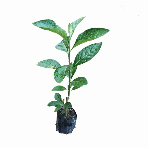 正宗南非叶树苗带土带杯阳台庭院室户外种植将军叶草苗植物盆栽 - 图3