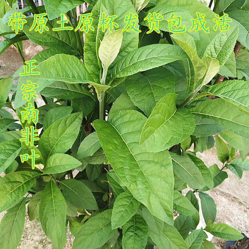 正宗南非叶树苗带土带杯阳台庭院室户外种植将军叶草苗植物盆栽 - 图0
