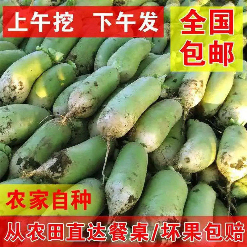 新鲜河南青萝卜农家自种蔬菜生吃白萝卜脆胡萝卜水果1/5/10斤批发,淘宝优惠券,粉丝福利购,淘宝优惠卷