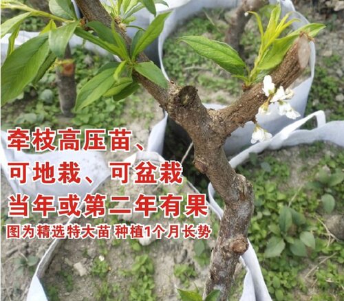 带盆发货钱排银妃三华李树苗嫁接水果苗圈枝苗红心李子苗种植包邮 - 图1