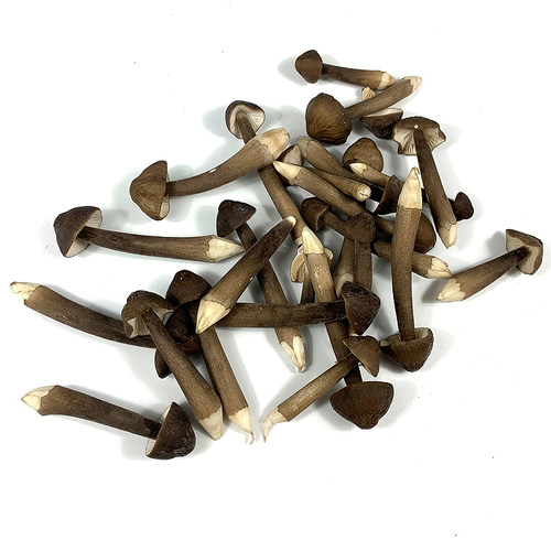 新鲜黑皮鸡枞菌500g 菌菇长根蘑菇荔枝菌鸡棕菇 煲汤食材 - 图0