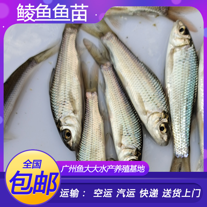 鲮鱼苗土鲮鱼苗淡水 养殖 食用淡水鱼苗批 发土凌鱼苗小鱼苗活鱼 - 图1