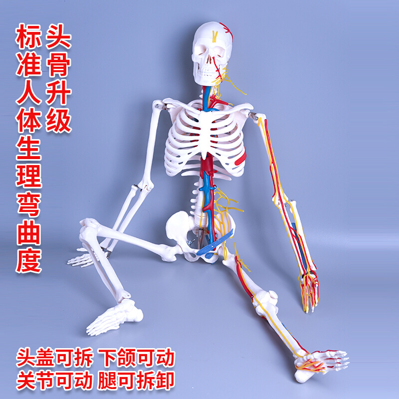 人体骨骼模型仿真人可拆卸全身小椎间盘医学脊柱小白骨架骷髅玩具-图1