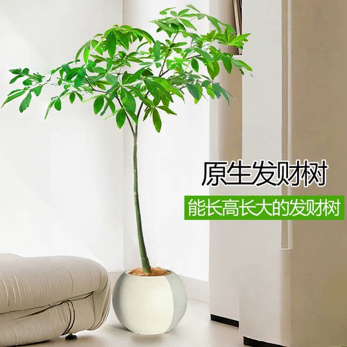 原生发财树种子种苗室内盆栽植物五福单杆水培土培绿植奇趣招财树 - 图0