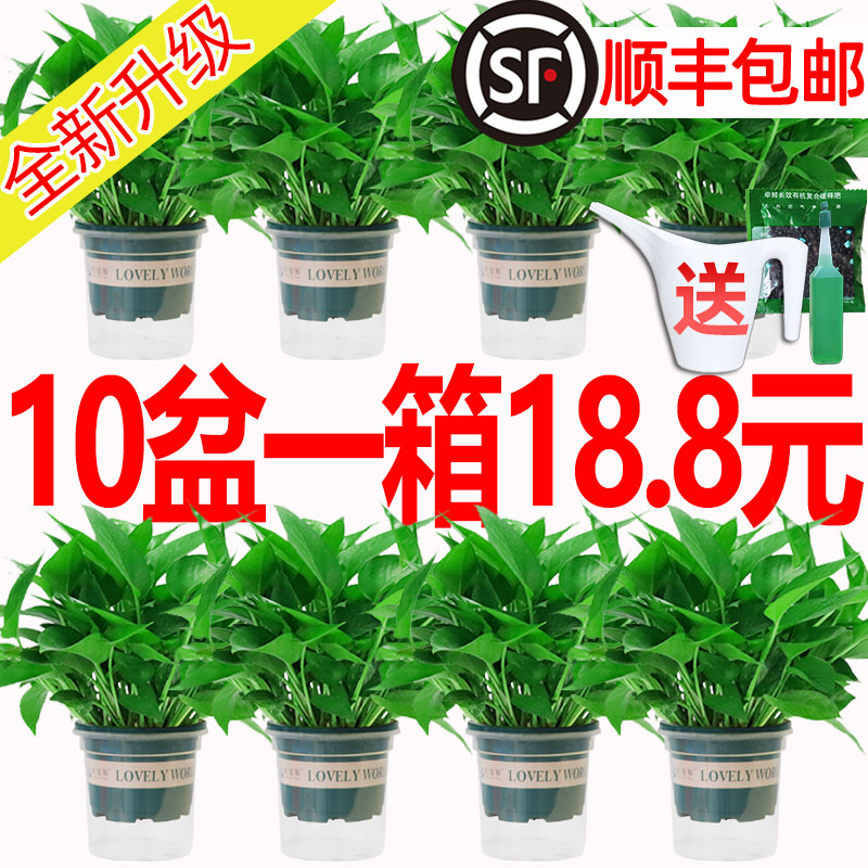 绿萝盆栽室内植物除甲醛好养绿箩长藤新房家用吸甲醛大盆绿植水培