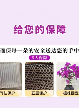 三角梅盆栽大苗四季绿植棒棒糖紫色花卉老桩树苗庭院景观阳台开花