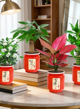 【四盆29.8元】发财树九里香栀子花富贵竹室内绿植桌面小盆栽植物