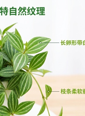 钻石翡翠盆栽室内阳台垂吊四季长青绿植吊兰垂吊植物办公室桌面