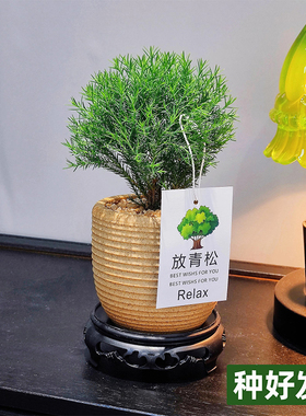 【放青松】雾凇盆栽植物客厅办公室桌面绿植小盆景四季常青放青松