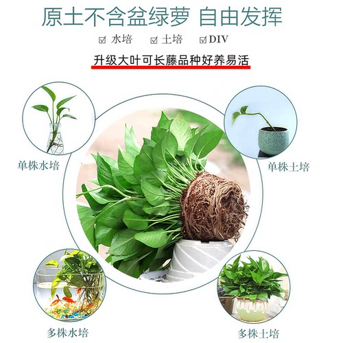 绿萝不含盆带土不带无盆栽净化空气水培绿植花卉水养绿箩苗植物 - 图0