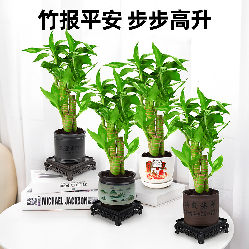 富贵竹盆栽观音竹绿植荷花竹植招财节节高文昌竹步步高发财树盆景,淘宝优惠券,粉丝福利购,淘宝优惠卷