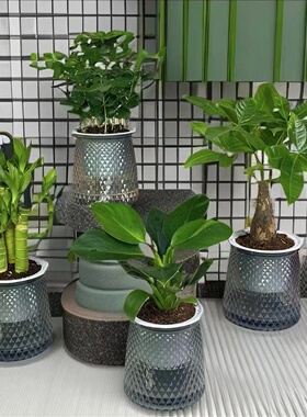 买三送一绿植四件套净化空气