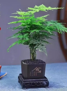 牵鲜绿植精品文竹盆栽两盆9.9元