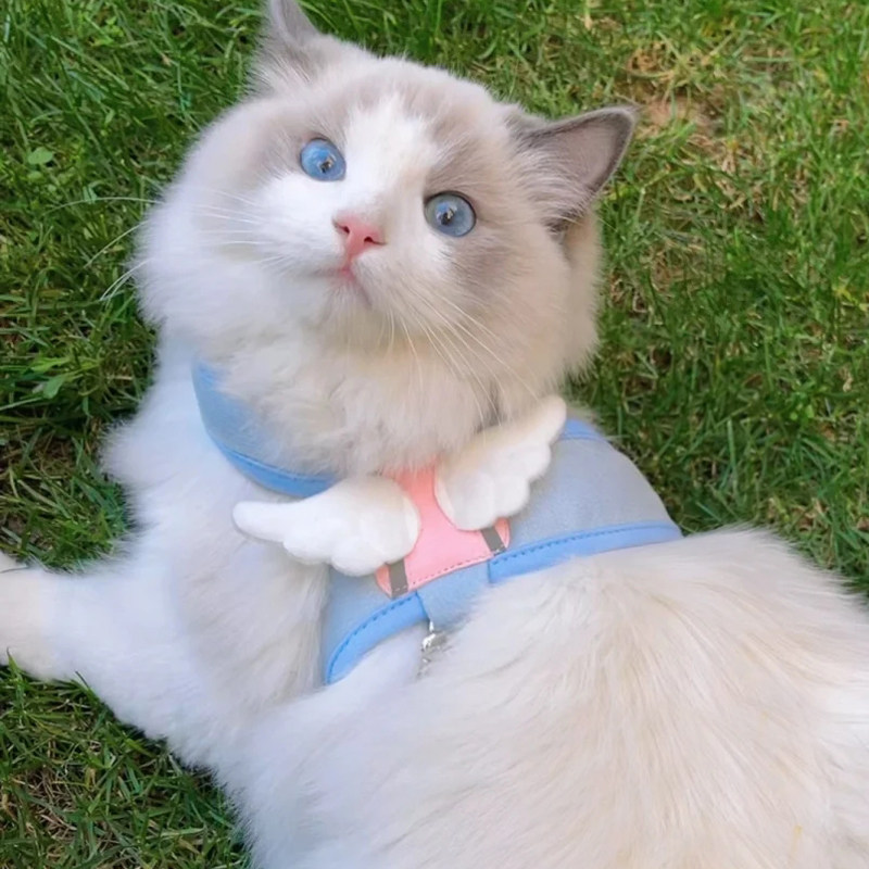 猫猫防挣脱外出牵引绳背心式猫咪专用遛猫绳胸背带溜猫绳猫链子,淘宝优惠券,粉丝福利购,淘宝优惠卷