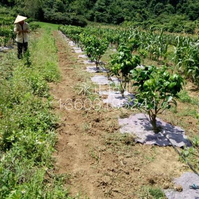 防草布除草布果园果树遮草盖草布农用园艺地布耐用透气保湿棉毛毡 - 图1