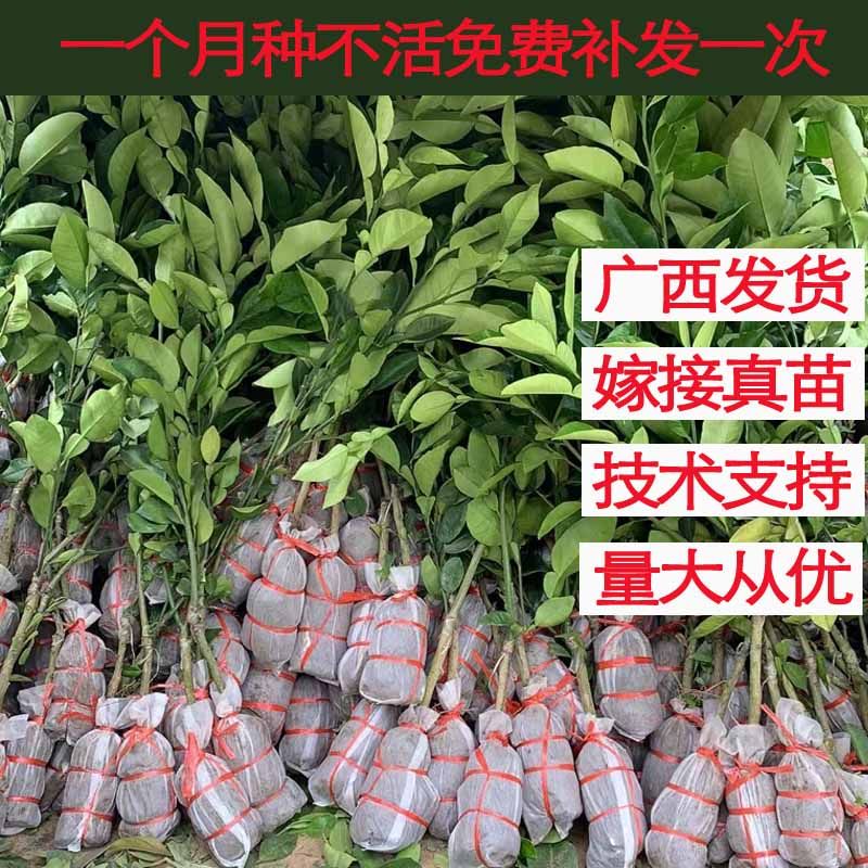 正宗泰国红宝石青柚苗嫁接红心柚子树苗新品种越南青柚苗带泥带叶,淘宝优惠券,粉丝福利购,淘宝优惠卷