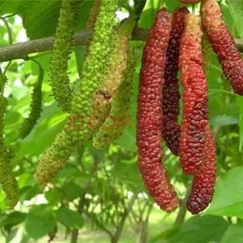 桑葚树苗台湾四季长果大果桑葚苗无籽大十嫁接白珍珠香金葚白长果 - 图3