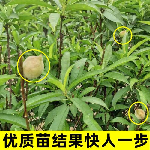 桃树果苗广东连平鹰嘴桃树果苗嫁接黄桃树血桃子苗树南北方种植 - 图2