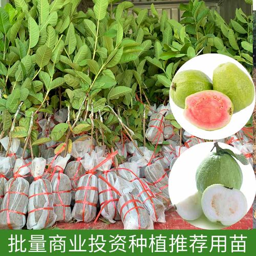 珍珠番石榴树果苗红心帝王芭乐树苗四季结果嫁接果树果苗带土带叶 - 图2